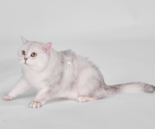 FurCarer CGM - Σύστημα Συνεχούς Παρακολούθησης Γλυκόζης Για Κατοικίδια