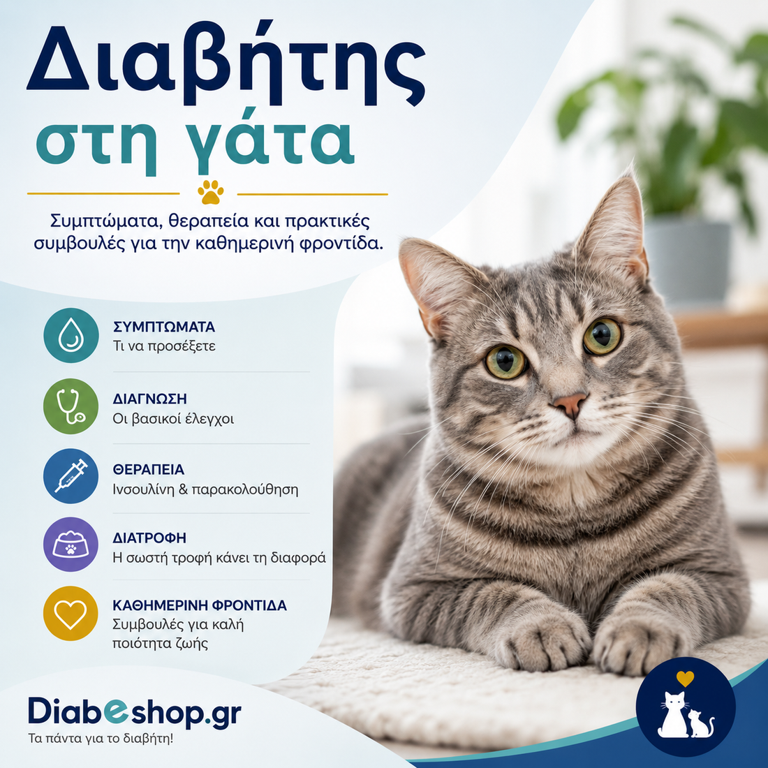 Διαβήτης στις γάτες: συμπτώματα, διάγνωση, θεραπεία και καθημερινή φροντίδα