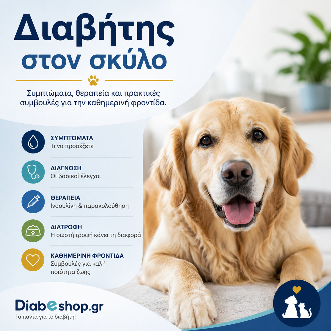 Διαβήτης στους σκύλους: συμπτώματα, διάγνωση, θεραπεία και καθημερινή φροντίδα